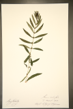 Heimia salicifolia RCPGdnHerbarium (124).JPG